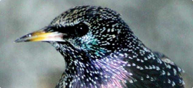Surveillance efforts ramp up for starlings