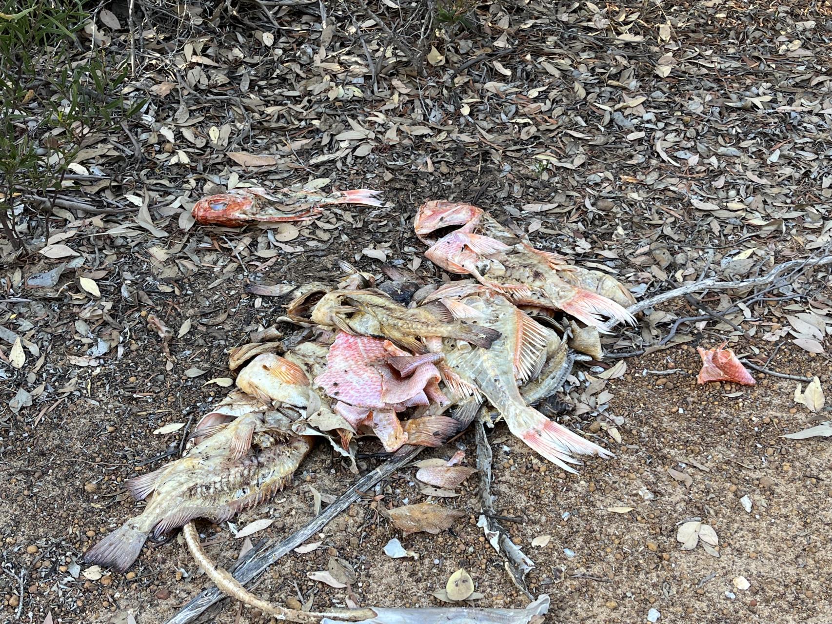 Fish carcasses left at Two Mile beach