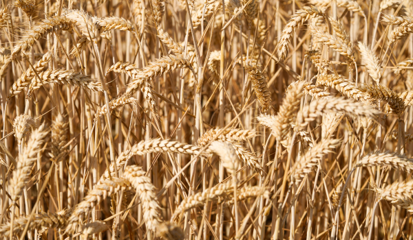 Harvest Bans Image