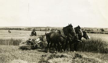 "Making hay" "Making hay"