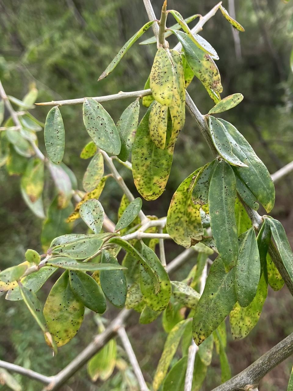 Shire partners with CSIRO to tackle African boxthorn