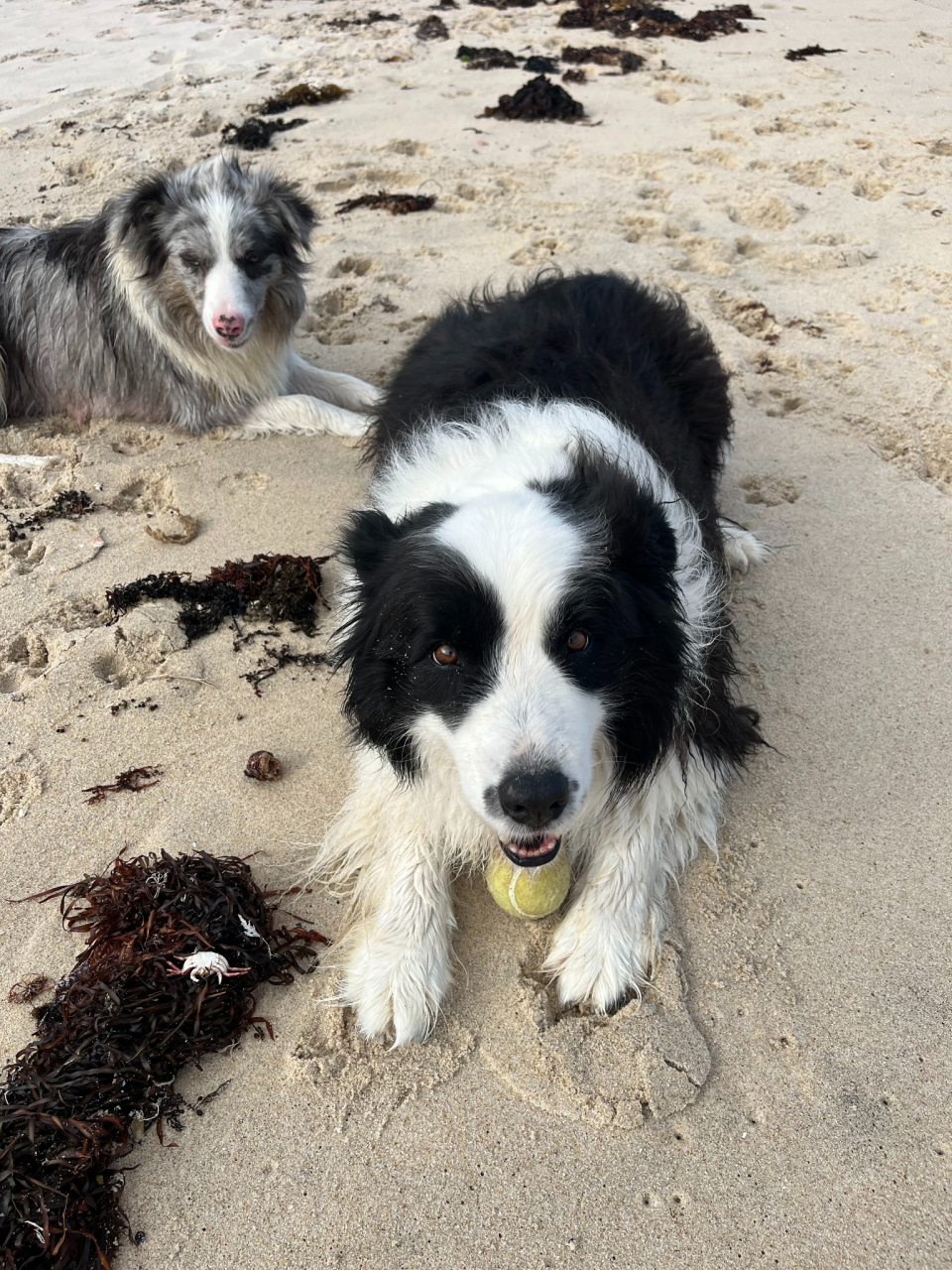 Draft dog policy out for public comment