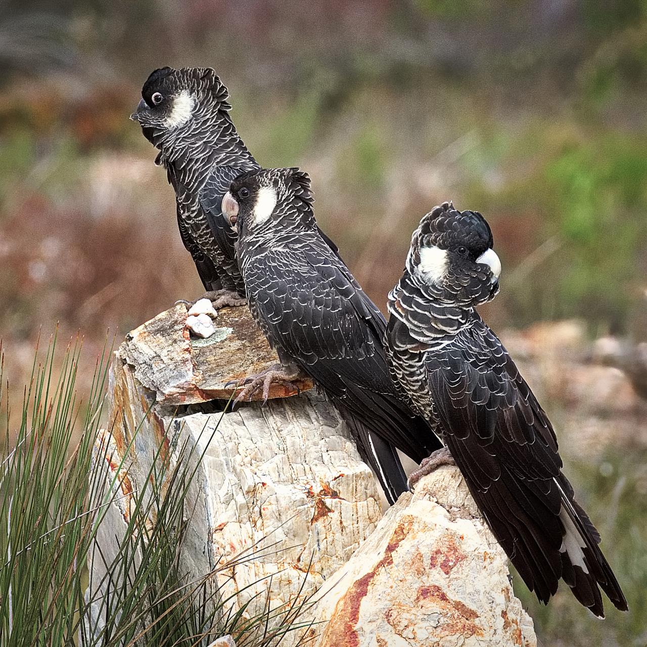 Help record local birdlife with Birdata