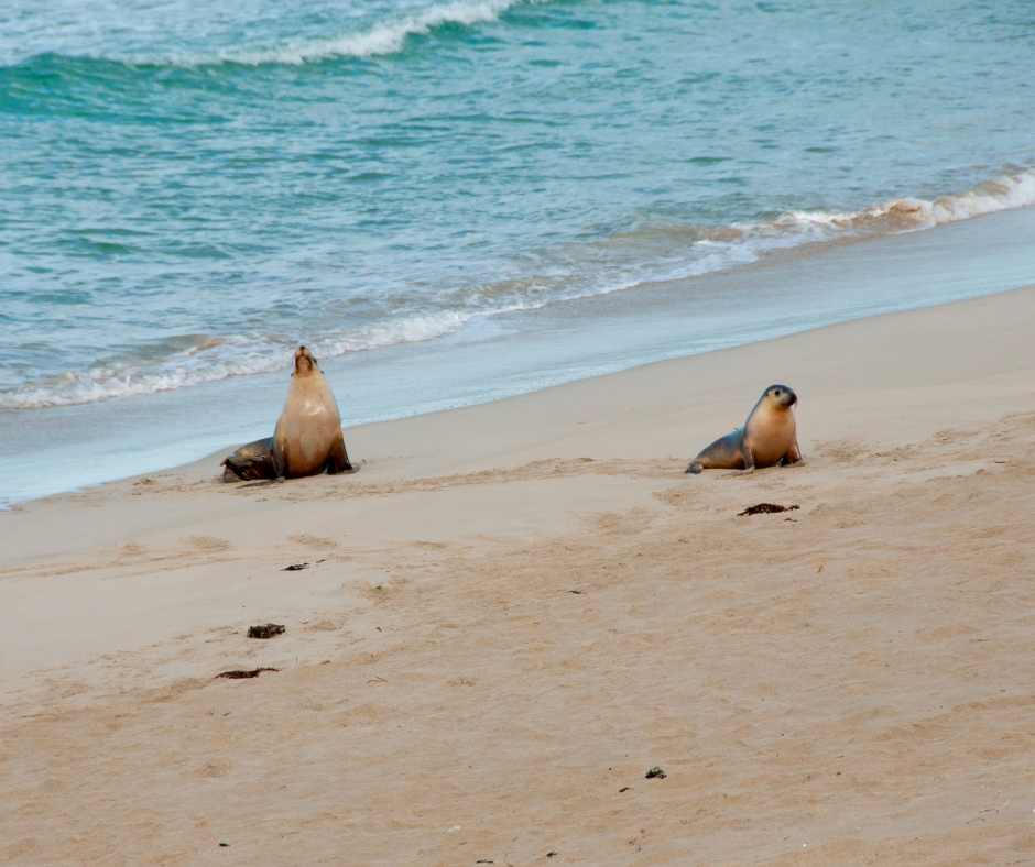 Encountering a seal at the beach?