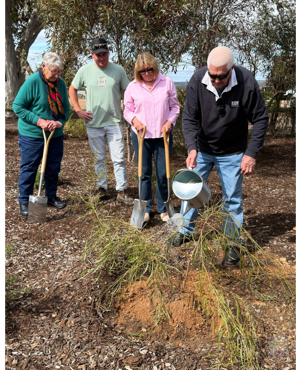 Hakea planted in memory of Cr Mark Mudie